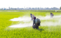 seeger weiss pesticide investigation