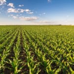 StarLink Genetically Modified Corn
