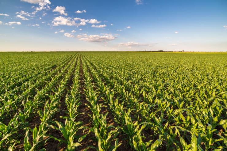 StarLink Genetically Modified Corn